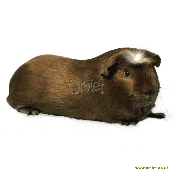 Pictures Of Pigs To Colour In. Crested guinea pigs conform to