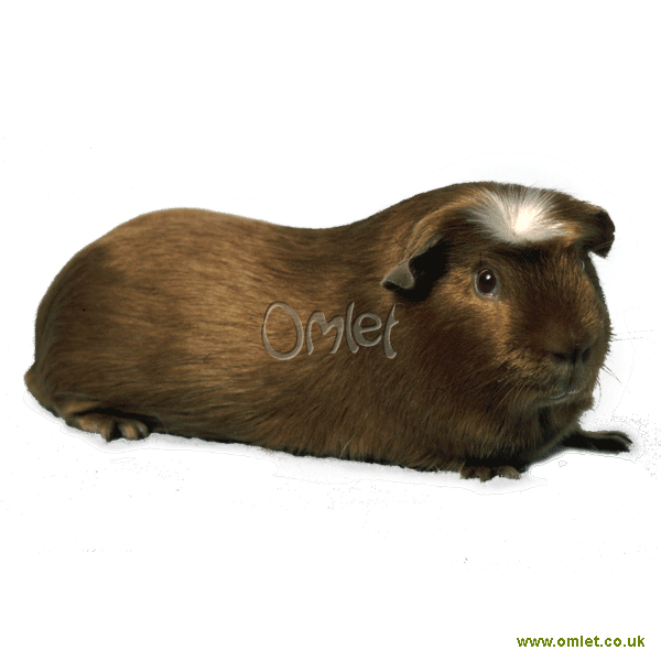 Crested guinea pigs conform to Pictures Of Pigs To Colour In. Crested guinea pigs conform to
