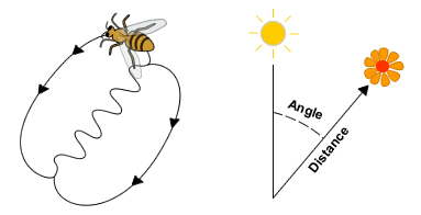Image result for waggle dance