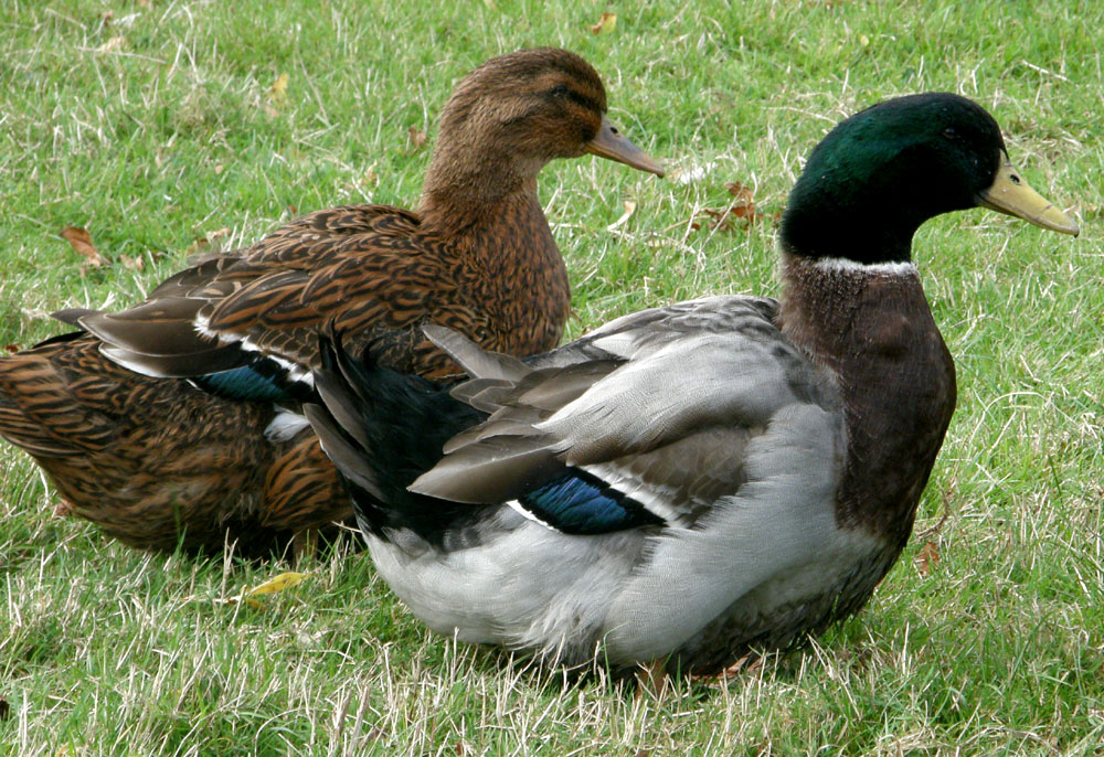 Rouen For Sale Ducks Breed Information Omlet