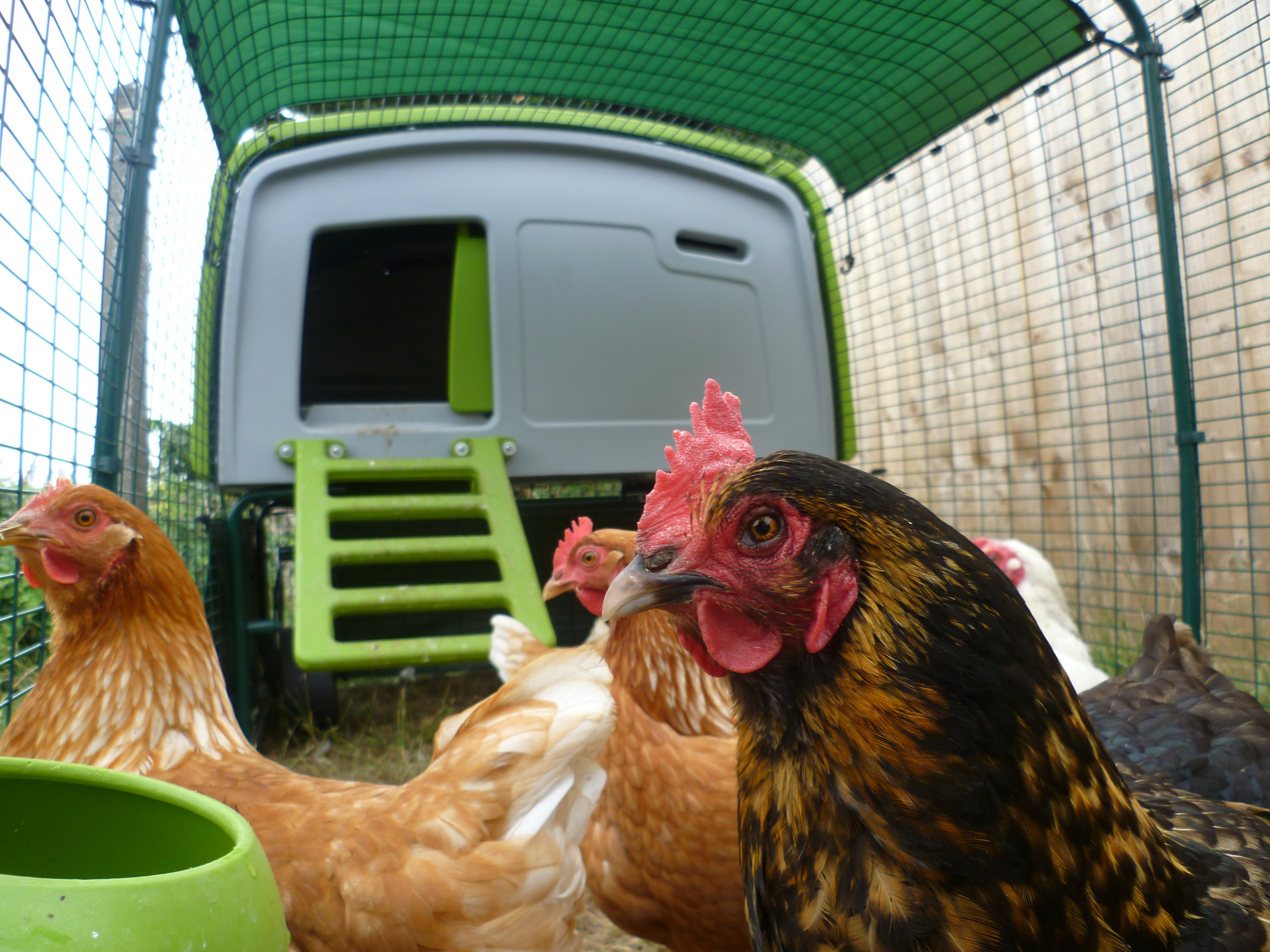 Eglu Cube Chicken Coop Chicken Keeping Omlet