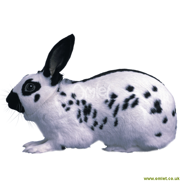 Dutch+rabbit+markings