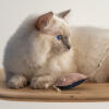 Close up of white cat playing with jellyfish toy