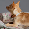 A close up of a chihuahua wearing the small morning meadow dog collar