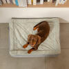 Top view shot of dachshund on Omlet Topology dog bed with quilted topper