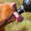 Close up of dog licking water from dog water bottle