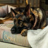 German shepherd relaxing on an Omlet nest bed in pawsteps natural