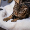 Luxury faux sheepskin cat blanket