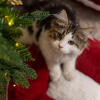 Kitten in the Omlet christmas cat bed