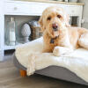 Topology dog bed with white sheepskin topper