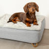 Dachshund sitting on Omlet Topology dog bed with quilted cover and Gold hairpin feet
