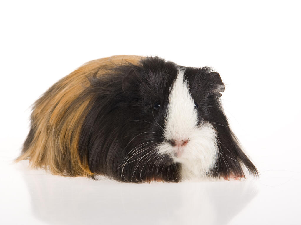 Sheltie For Sale | Guinea Pigs | Breed Information | Omlet