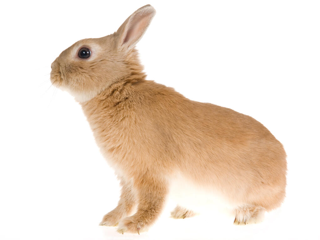 brown netherland dwarf rabbit