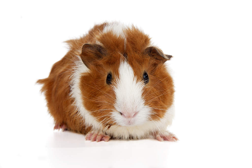 ginger and white guinea pig