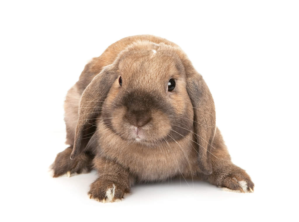 Dwarf Lop For Sale Rabbits Breed Information Omlet