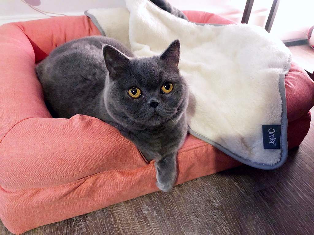 Memory Foam Bolster Cat Bed Small Peach Maya Cat Sofa Bed