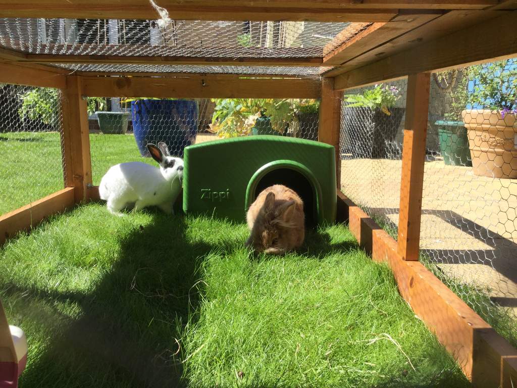 Zippi Rabbit Shelter Green Rabbit Run Accessories Rabbit Hutches