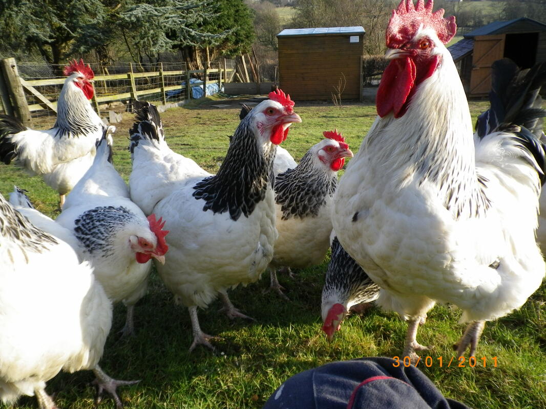 Sussex For Sale Chickens Breed Information Omlet