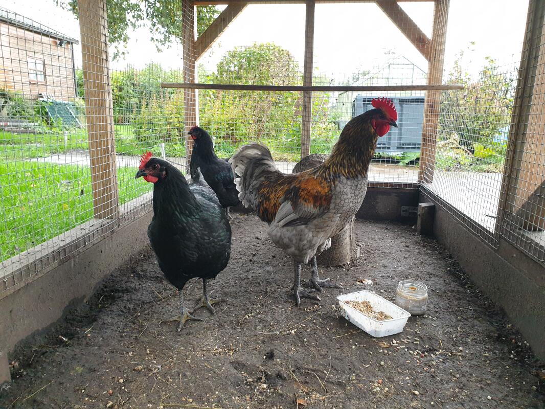 jersey giant rooster size