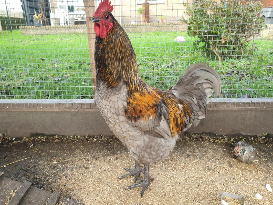 Jersey Giant For Sale Chickens Breed Information Omlet