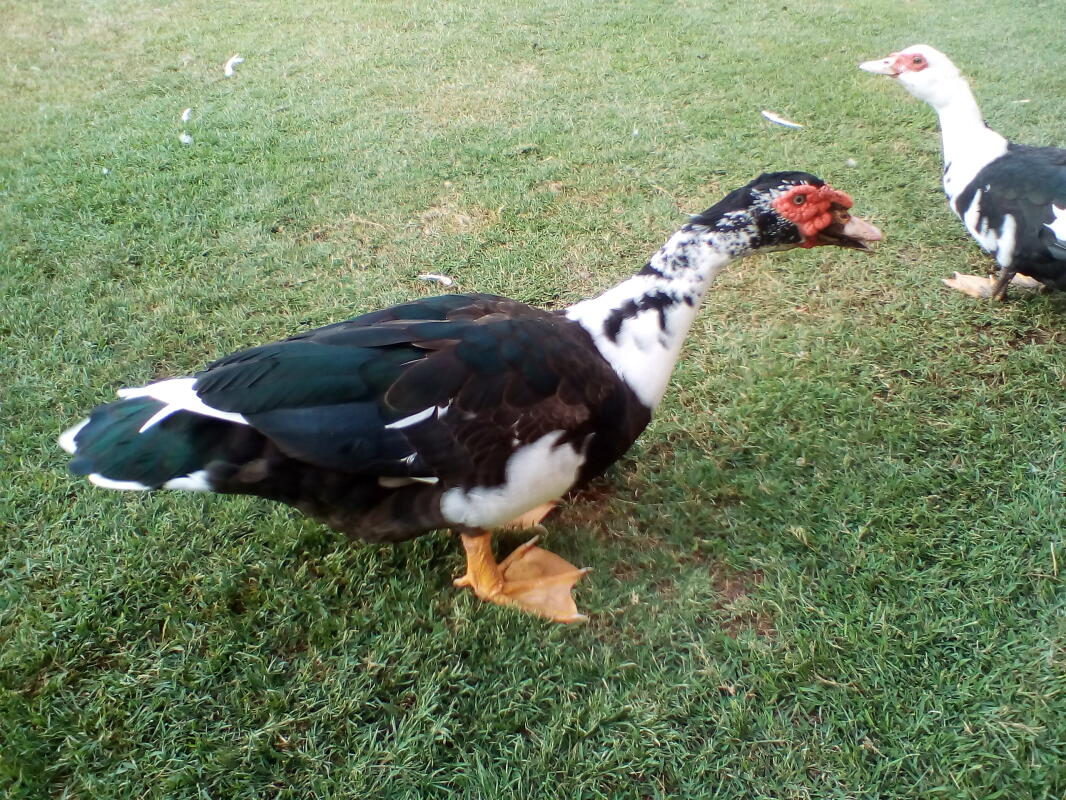 Muscovy | Ducks | Breed Information | Omlet