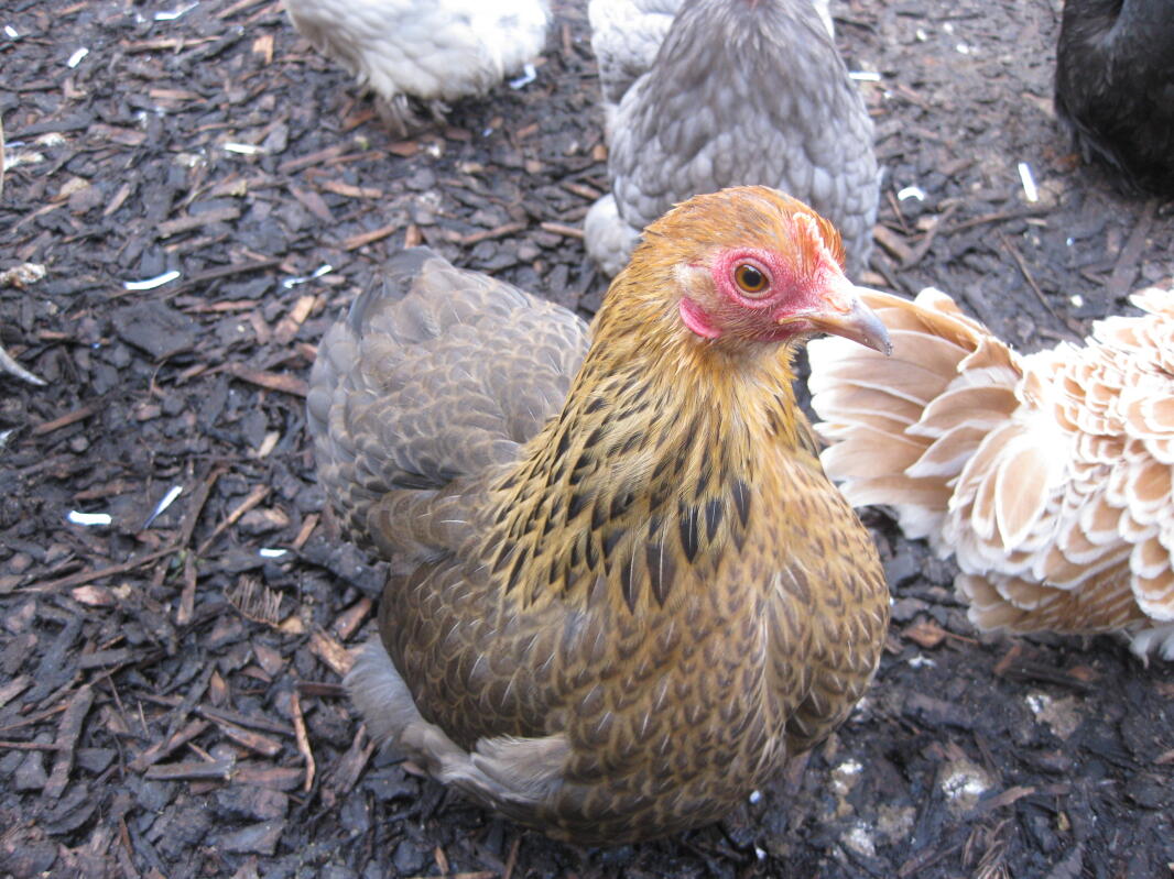 Pekin Bantam For Sale Chickens Breed Information Omlet