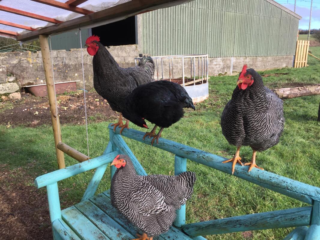 Plymouth Rock For Sale Chickens Breed Information Omlet