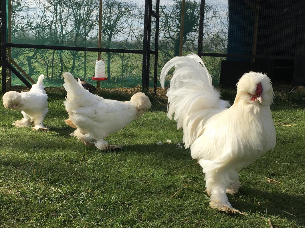 Sultan For Sale Chickens Breed Information Omlet
