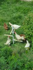 Chickens try to get to the sunflower seeds