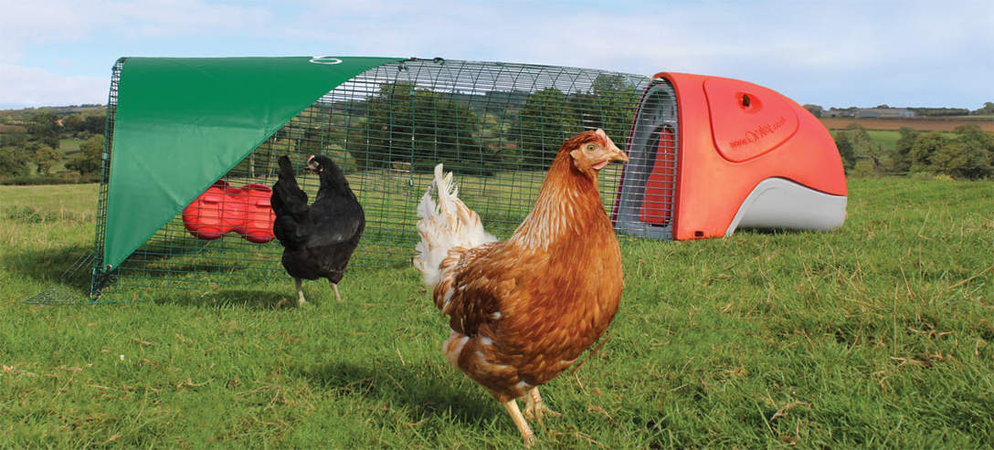 Eglu Classic Chicken Coop | Chicken Keeping | Omlet