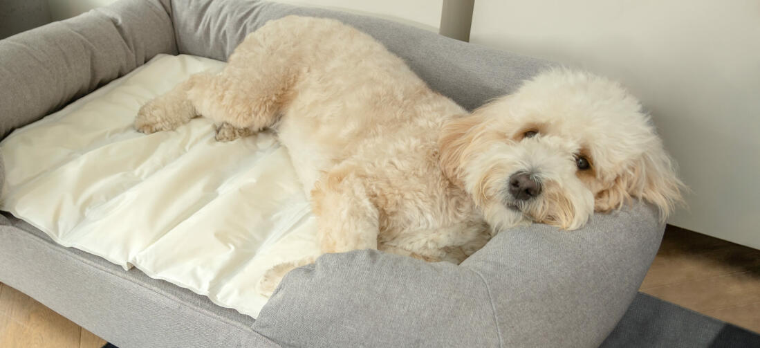 White dog sleeping on grey Omlet memory foam bolster dog bed and cooling mat White dog sleeping on grey Omlet memory foam bolster dog bed and cooling mat