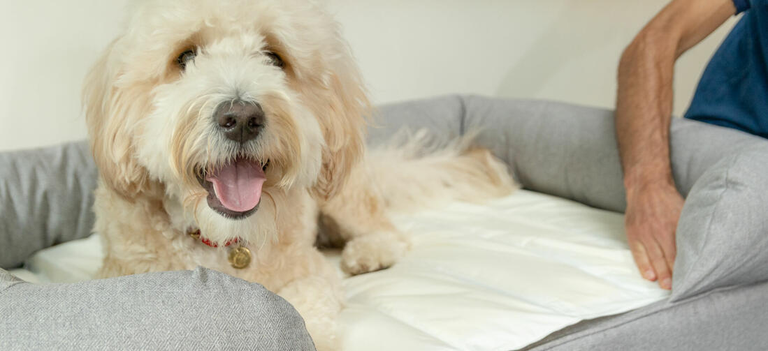 For a luxury nap for your dog, integrate the cooling mat with your Bolster Bed from Omlet by tucking the mat under the supportive bolster.