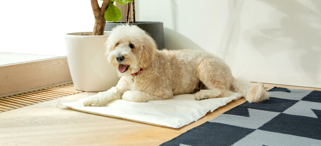 Providing a cool and comfortable spot to rest on, the Omlet Cooling Mat will be your dog’s favourite accessory this summer.