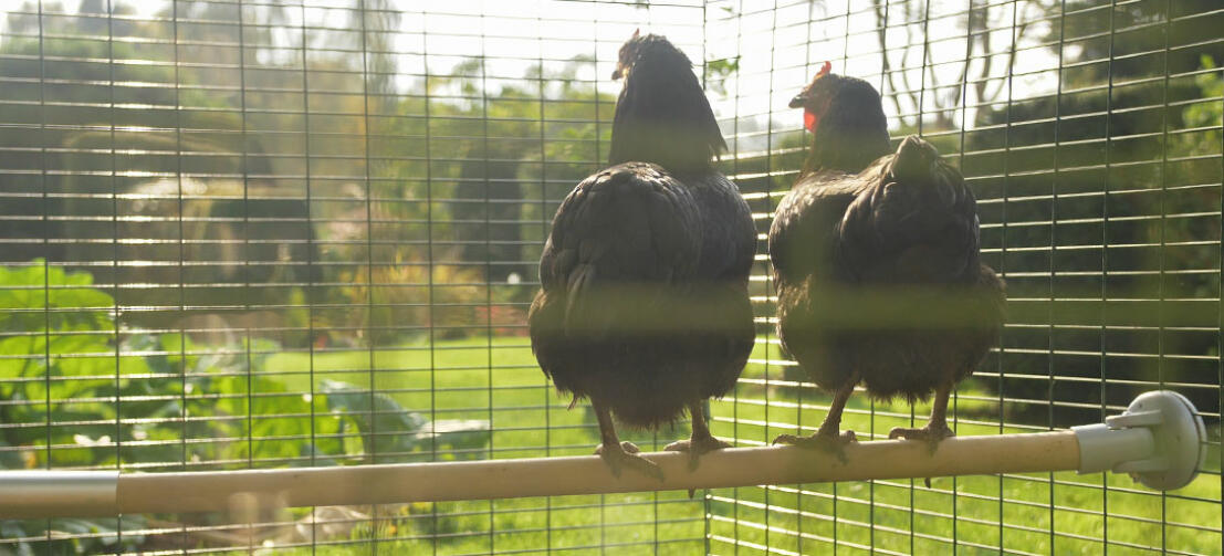 Two chickens admiring the view from a 2m perch