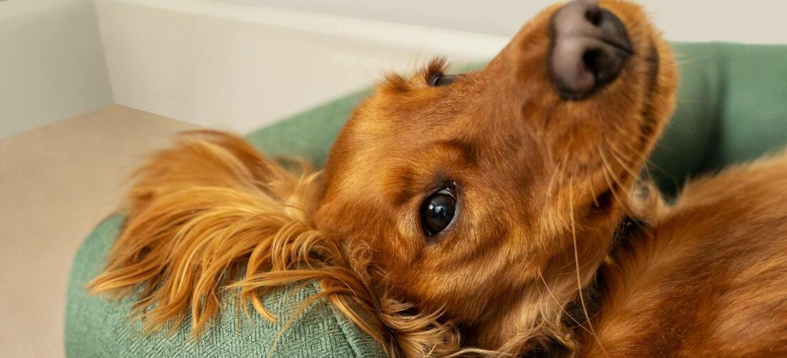 Chestnut cocker spaniel relaxing on a green bed