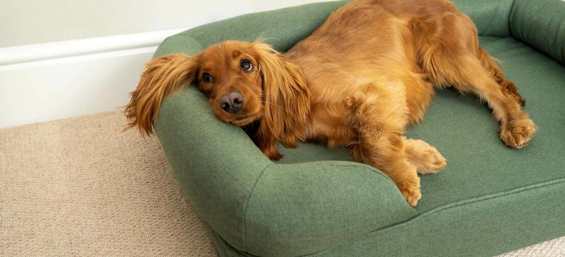 Chestnut cocker spaniel lying comfortably on a green bolster bed Chestnut cocker spaniel lying comfortably on a green bolster bed