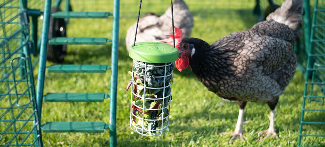 Chicken with Omlet Caddi chicken treat holder