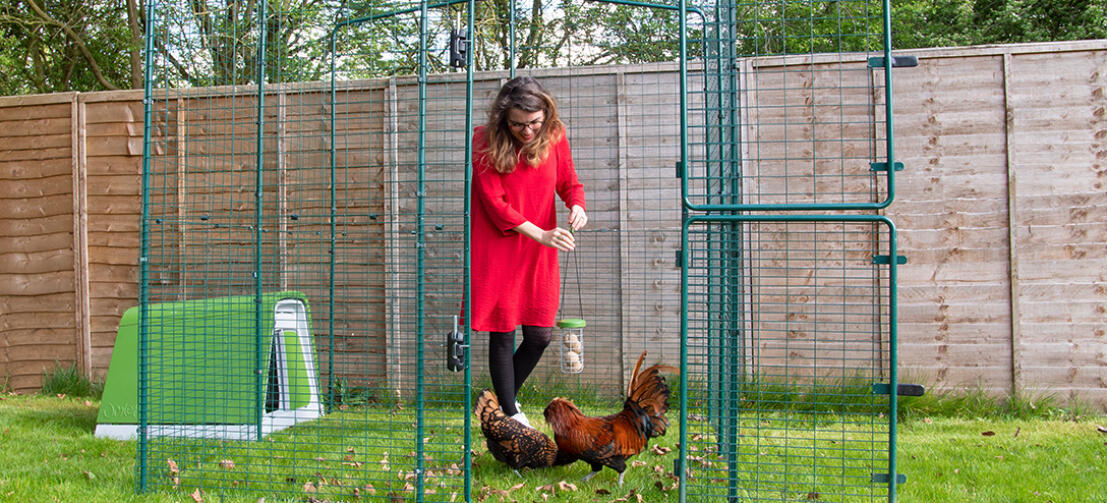Omlet green Eglu Go plastic chicken coop in Omlet walk in chicken run with chickens and lady holding Omlet Caddi treat holder
