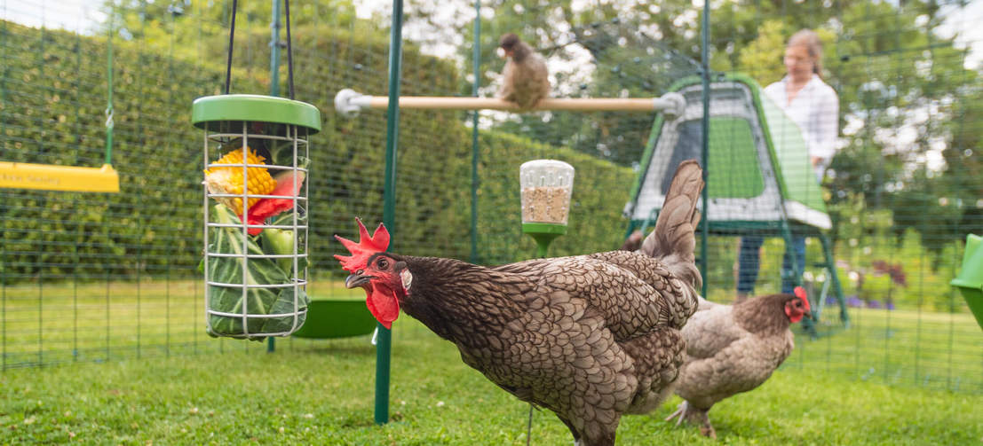 A chicken eating vegetables from the hanging treat Caddi