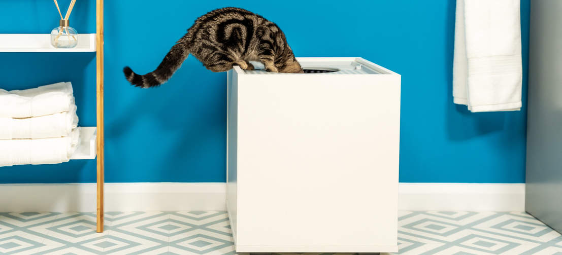 Cat climbing in Maya cat litter box furniture jump on