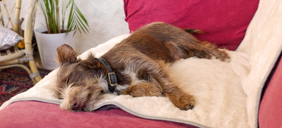 Use the dog blanket on sofas, beds or car seats to protect furniture from pet hair and dirty paws.