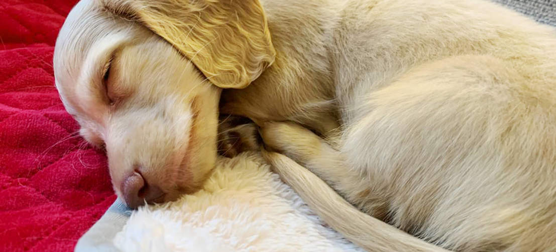 The luxury sherpa is super soft, perfect for puppies to snuggle up and sleep in.