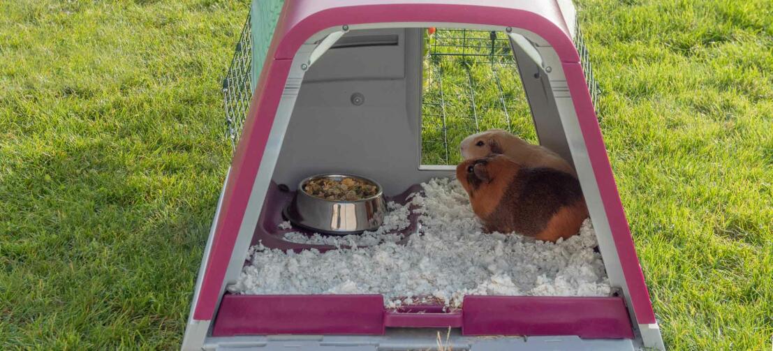 Guinea pigs inside an Omlet purple Eglu Go hutch Guinea pigs inside an Omlet purple Eglu Go hutch
