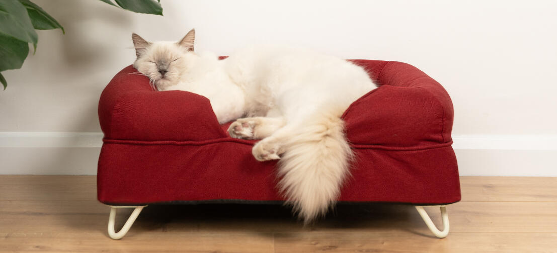 Cute white fluffy cat sitting on merlot red memory foam cat bolster bed with white hairpin feet