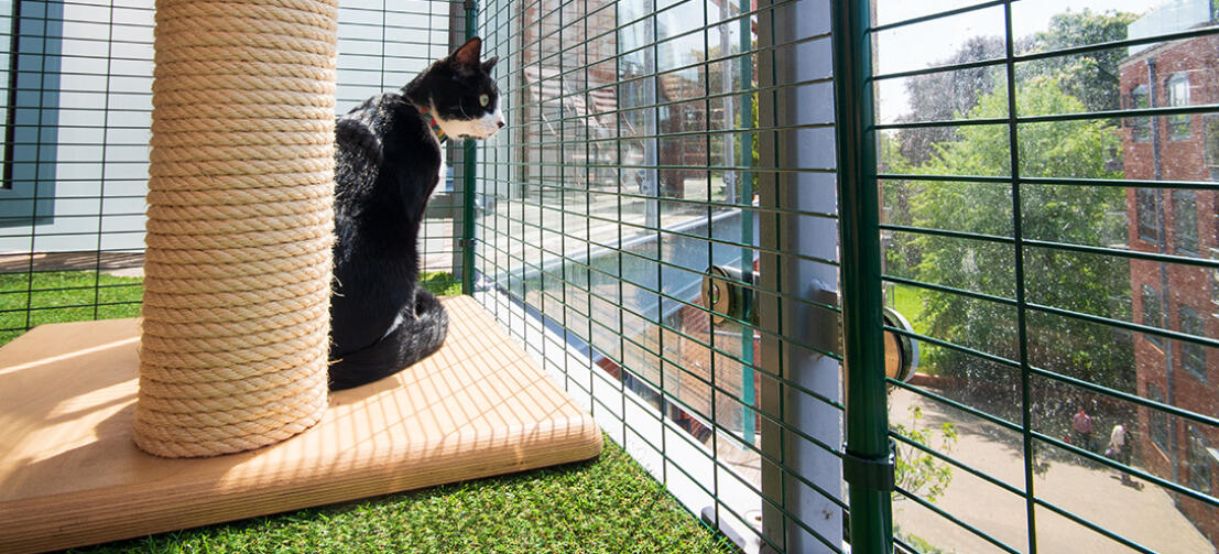 A cat stood on a cat tree in a walk in run cat balcony setup