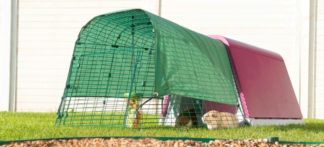 The Eglu Go hutch for guinea pigs in a garden The Eglu Go hutch for guinea pigs in a garden