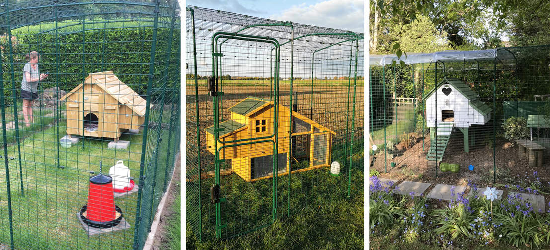 The walk in run being used with different wooden chicken coops