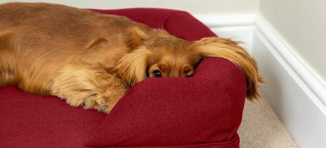 chestnut cocker spaniel peeking over the side of a deep red bolster dog bed