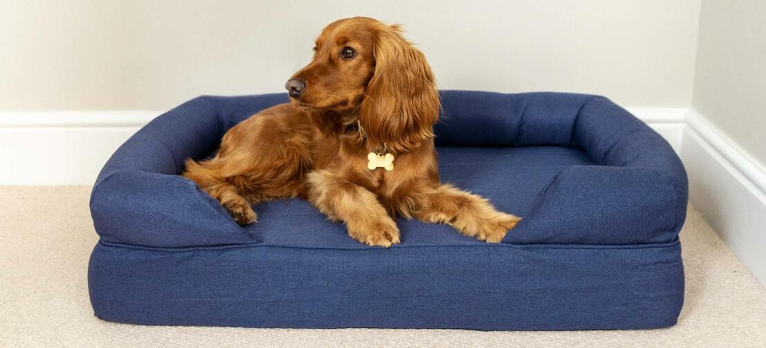 Chestnut cocker spaniel lying on a deep blue dog bed Chestnut cocker spaniel lying on a deep blue dog bed