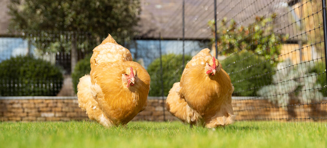 Two yellow hens walking inside chicken netting